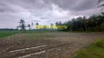 thumbnail-pekarangan-view-sawah-di-tawangsari-pengasih-dekat-yia-2