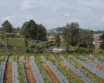 thumbnail-tanah-ngablak-kab-magelang-utk-cafe-hotel-resort-villa-camp-4