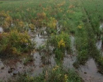 Tanah Sawah dekat akses jalan & penduduk Lt 2100 m² di Karoya, Plered