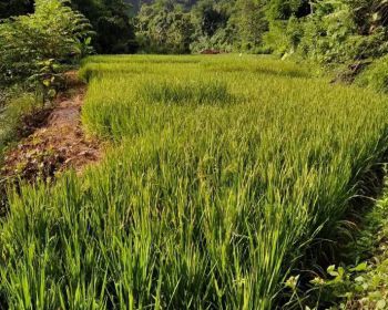 tanah Kebun Murah Cocok Buat Invest Di Jalur Pantai Selatan Garut
