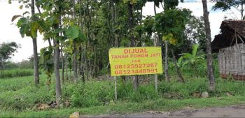 DIJUAL TANAH KEBUN POHON JATI