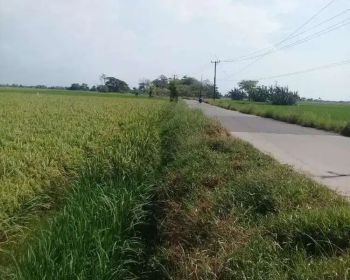 Tanah sawah pinggir jalan, luas 2,5 ha, SHM, harga murah