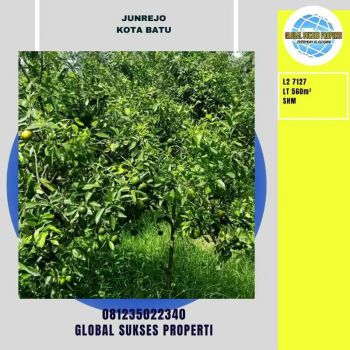 TANAH SUBUR KEBUN JERUK PRODUKTIF HARGA BAIK DI JUNREJO KOTA BATU.