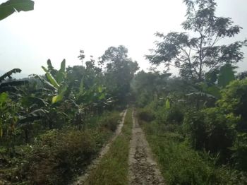 Lokasi BUat pertanian / Bikin kaplingan perVillaan Sejuk Di cianjur