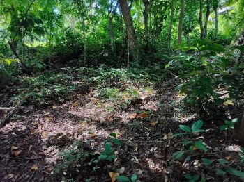 jual tanah kebun view sawah. 7 are harga 35 jt/are mambang