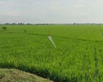 Tanah sawah datar pamanukan akses mobil, SHM satu pemilik