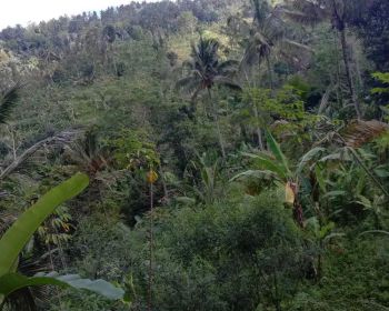 Dijual Tanah 1.4 Ha Payangan,Ubud Bali View Indah