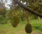 thumbnail-kebun-durian-dan-alpukat-dijual-1