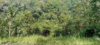 Jual tanah view sungai dan tebing di petang Sangeh Badung Bali