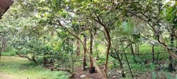 Kebun durian prduktip