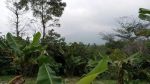 thumbnail-kebun-durian-prduktip-6