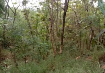 Tanah kebun jati cocok untuk investasi