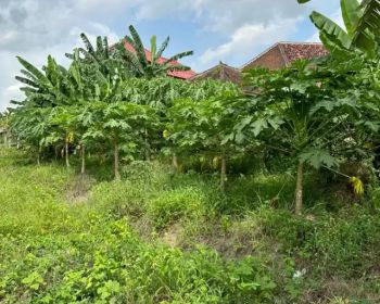 Di Jual Tanah Strategis 15 menit dari Canggu!