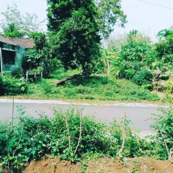 Investasi menarik Kebun duren murah Jumantono Karanganyar