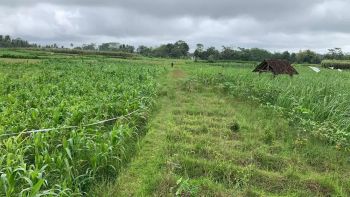 Di Jual Cepat Tanah Sawah