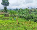 thumbnail-tanah-2-hektar-bonus-4-rumah-cisarua-bandung-7