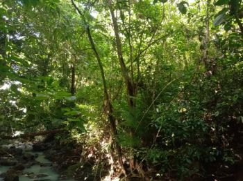 Tanah kebun luasan kecil los sungai murah di bali