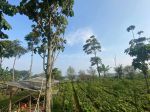 thumbnail-tanah-view-indah-di-cihanjuang-bandung-barat-shm-1040-m2-5