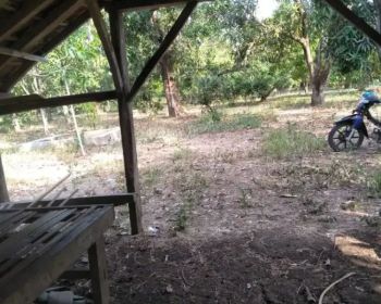 Jual tanah kebun mangga,tinggal nerusin