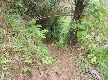 Tanah Murah 620m2 Tepi Jalan Raya di Pagelaran Cianjur
