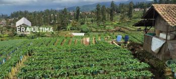 Dijual Tanah Murah di Ciwidey, Bandung jarang ada