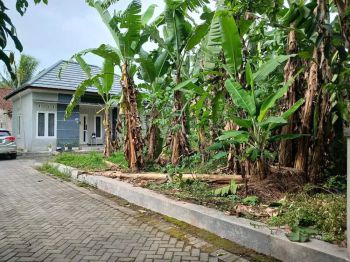 Tanah Murah Seyegan Sleman 200 Jutaan