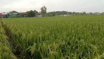 Jual tanah sawah sangat murah