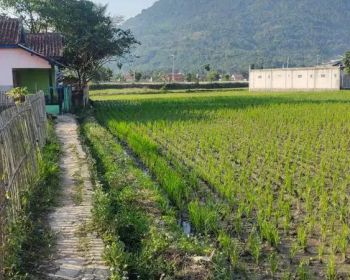 DIJUAL CEPAT SAWAH KADUNGORA