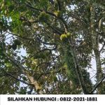 thumbnail-jual-kebun-durian-100-hektar-di-bogor-5