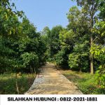 thumbnail-jual-kebun-durian-100-hektar-di-bogor-8