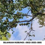 thumbnail-jual-kebun-durian-100-hektar-di-bogor-3