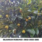 thumbnail-jual-kebun-durian-100-hektar-di-bogor-1