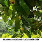 thumbnail-jual-kebun-durian-100-hektar-di-bogor-2