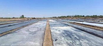 Tambak Garam Produktif di Losarang Indramayu Akses Truk