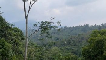 Tanah Kebun View Bagus Udara Dingin Dijual Murah di Purwakarta