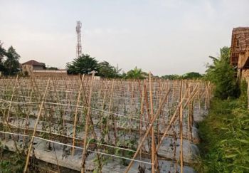 Tanah Sawah Strategis