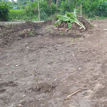 Tanah SHM Pekarangan Siap Bangun Margoagung Seyegan Sleman