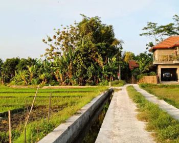 Tanah Sawah Murah di Sewon Bantul Yogyakarta TS 012