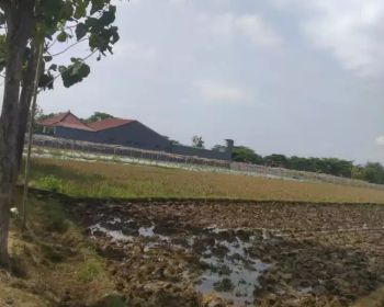 TANAH SAWAH 1.330 M² ZONA KUNING DI LALUNG KARANGANYAR
