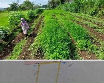 Tanah Lokasi Dau dekat kampus UIN 3 Malang