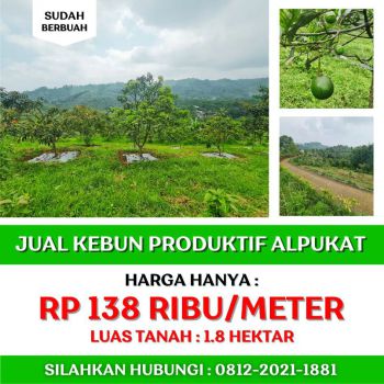 Jual kebun alpukat sudah berbuah di bandung