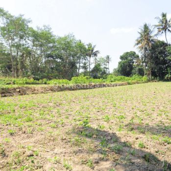 Dijual Tanah Jogja, Dekat Blue Lagoon Jogja 2 Jutaan M2, Lingkungan Nyaman