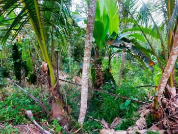 Tanah surat SHM Kebon Kopi Murah di Malang