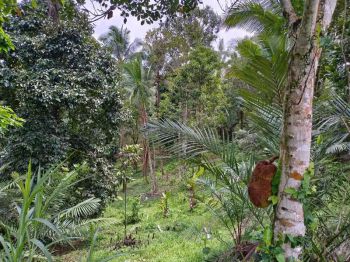 kebun durian dan manggis los sungai indah di bali.
