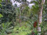 thumbnail-kebun-durian-dan-manggis-los-sungai-indah-di-bali-0