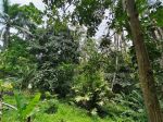 thumbnail-kebun-durian-dan-manggis-los-sungai-indah-di-bali-9