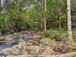 thumbnail-kebun-durian-dan-manggis-los-sungai-indah-di-bali-4