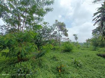 Tanah kebun datar produktif samping jalan