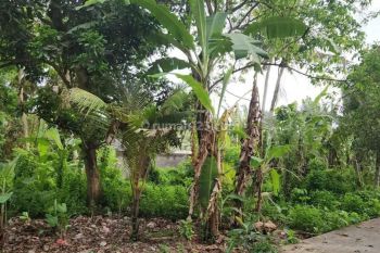 Tanah di jalan pantai kedungu kontur tanah datar lebar depan 24 meter