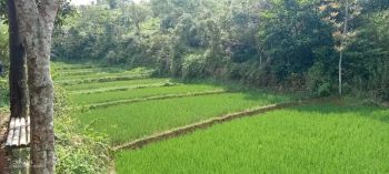 Di jual Tanah Kebun dan sawah luas 5020 m2 Darangdan Purwakarta